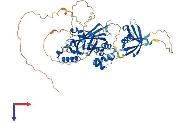 UBP1 Protein (AA 1-540) (His tag)