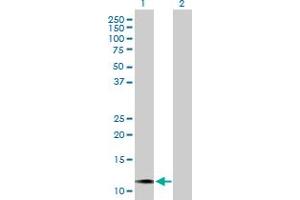 Western Blot analysis of MGP expression in transfected 293T cell line by MGP MaxPab polyclonal antibody. (MGP Antikörper  (AA 1-103))