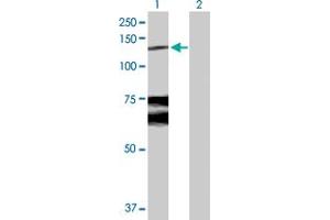 Western Blot analysis of WWP1 expression in transfected 293T cell line by WWP1 MaxPab polyclonal antibody. (WWP1 Antikörper  (AA 1-922))
