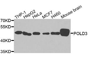 POLD3 Antikörper  (AA 197-466)