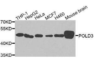 Western blot analysis of extracts of various cell lines, using POLD3 antibody. (POLD3 Antikörper  (AA 197-466))