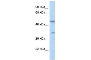 Western Blot showing OR2L8 antibody used at a concentration of 1. (OR2L8 Antikörper  (C-Term))
