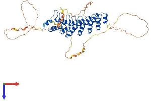 BCL3 Protein (AA 1-454) (His tag)