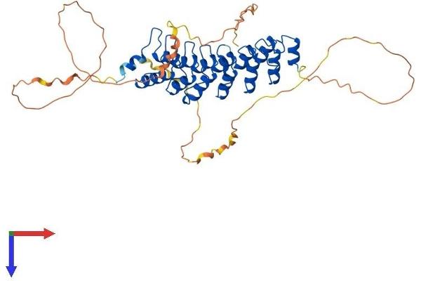 BCL3 Protein (AA 1-454) (His tag)