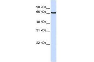 Image no. 1 for anti-SRY (Sex Determining Region Y)-Box 13 (SOX13) (AA 531-580) antibody (ABIN6741428) (SOX13 Antikörper  (AA 531-580))