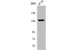 Western Blot analysis of HT29 cells using DNA Ligase I Polyclonal Antibody (LIG1 Antikörper  (N-Term))