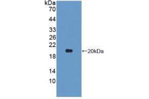 Western blot analysis of recombinant Pig IL1b. (IL-1 beta Antikörper  (AA 95-262))