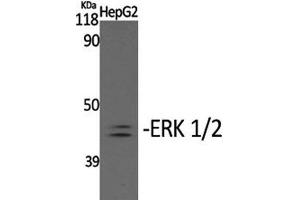 Western Blot analysis of HepG2 cells with Phospho-ERK 1/2 (Tyr204) Polyclonal Antibody at dilution of 1:2000 (ERK1/2 Antikörper  (pTyr204))