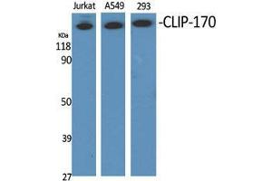 Western Blot (WB) analysis of specific cells using CLIP-170 Polyclonal Antibody. (CLIP1 Antikörper  (C-Term))