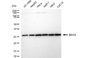 anti-MAX Dimerization Protein 3 (MXD3) antibody