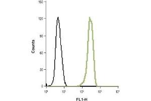 Indirect flow cytometry analysis of fixed and permeabilized HL-60 (human promyelocytic leukemia cells) cell line: (black line) Unstained cells + goat-anti-rabbit-FITC. (HVCN1 Antikörper  (Intracellular, N-Term))