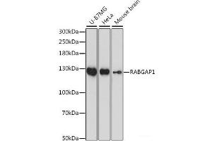 Western blot analysis of extracts of various cell lines using RABGAP1 Polyclonal Antibody at dilution of 1:1000. (RABGAP1 Antikörper)