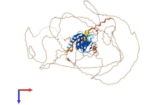 IB2 Protein (AA 1-824) (His tag)