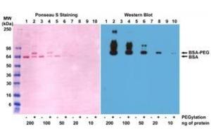 Western blot of BSA and PEGylated BSA (mPEG 5 kDa) using 0. (PEG Antikörper  (methoxylated) (Biotin))