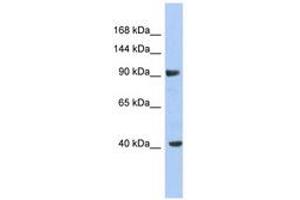 Image no. 1 for anti-Potassium Voltage-Gated Channel, Subfamily H (Eag-Related), Member 6 (KCNH6) (C-Term) antibody (ABIN6742578) (KCNH6 Antikörper  (C-Term))