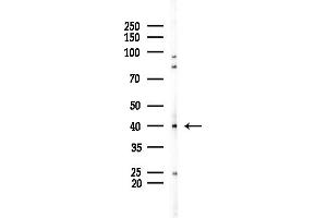 Western blot analysis of lysates from Mouse testis, using PPP2R4 Antibody at 1/1000 dilution.