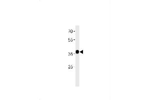 C2orf47 Antibody (C-term) (ABIN1881128 and ABIN2843380) western blot analysis in MCF-7 cell line lysates (35 μg/lane). (C2orf47 Antikörper  (C-Term))