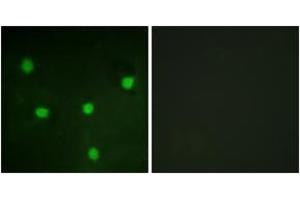 Immunofluorescence (IF) image for anti-Retinoblastoma-Like 1 (p107) (RBL1) (AA 335-384) antibody (ABIN2888775) (p107 Antikörper  (AA 335-384))