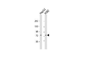 All lanes : Anti-GTPBP4 Antibody (C-Term) at 1:1000 dilution Lane 1: HepG2 whole cell lysate Lane 2: K562 whole cell lysate Lysates/proteins at 20 μg per lane. (GTPBP4 Antikörper  (AA 477-510))