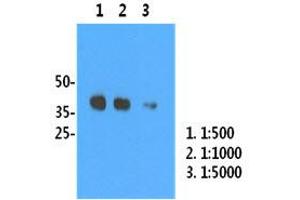 Image no. 3 for anti-Influenza A Virus H1N1 antibody  (AA 18-344) (ABIN1107746) (Influenza A Virus H1N1 Antikörper  (AA 18-344))