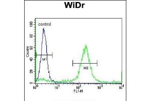 Flow cytometric analysis of WiDr cells (right histogram) compared to a negative control cell (left histogram). (ADAMDEC1 Antikörper  (N-Term))