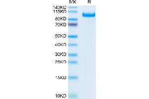 SDS-PAGE (SDS) image for CUB Domain Containing Protein 1 (CDCP1) (AA 29-667) protein (His-Avi Tag,Biotin) (ABIN7274292)