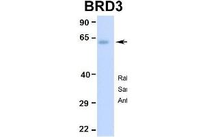 Hum. (BRD3 Antikörper  (Middle Region))