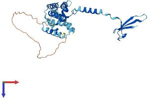 TCEA1 Protein (AA 1-301) (His tag)