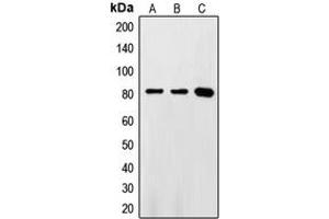 Western blot analysis of FASTKD2 expression in HeLa (A), Jurkat (B), Ramos (C) whole cell lysates.