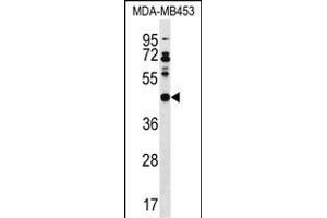 DNAJB5 Antibody (C-term) (ABIN1536898 and ABIN2850117) western blot analysis in MDA-M cell line lysates (35 μg/lane).