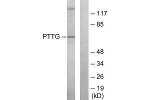 Western blot analysis of extracts from RAW264. (PTTG1 Antikörper  (Internal Region))