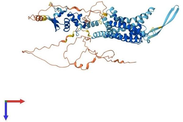 Kv3.4 Protein (AA 1-628) (His tag)