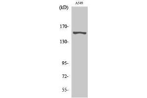 Western Blotting (WB) image for anti-G Protein-Coupled Receptor 116 (GPR116) (N-Term) antibody (ABIN3184840) (G Protein-Coupled Receptor 116 Antikörper  (N-Term))