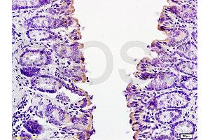 Formalin-fixed and paraffin embedded mouse small intestine tissue labeled with Anti-CCL24 Polyclonal Antibody, Unconjugated (ABIN740925) at 1:200 followed by conjugation to the secondary antibody and DAB staining (CCL24 Antikörper  (AA 27-119))