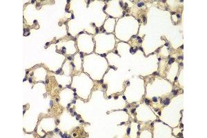 Immunohistochemistry of paraffin-embedded Mouse lung using IFRD1 Polyclonal Antibody at dilution of 1:100 (40x lens).
