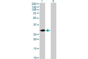Western Blot analysis of RASL12 expression in transfected 293T cell line by RASL12 MaxPab polyclonal antibody. (RASL12 Antikörper  (AA 1-266))