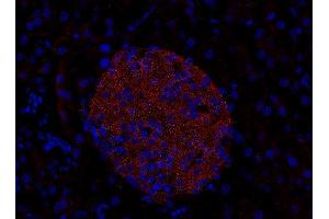 Indirect immunostaining of PFA-fixed paraffin embedded mouse pancreas section (dilution 1 : 200). (RAB3D Antikörper  (AA 3-16, AA 193-210))