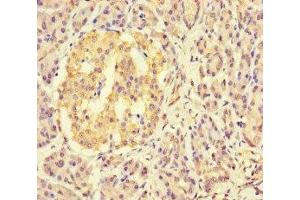 Immunohistochemistry of paraffin-embedded human pancreatic tissue using ABIN7158700 at dilution of 1:100