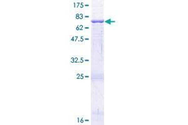 DC-SIGN/CD209 Protein (AA 1-404) (GST tag)