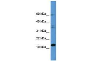 Image no. 1 for anti-Histidine Triad Nucleotide Binding Protein 2 (HINT2) (C-Term) antibody (ABIN6746789) (HINT2 Antikörper  (C-Term))
