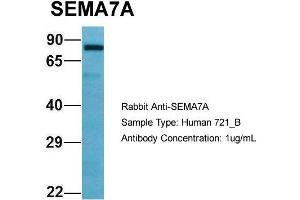 Host: Rabbit Target Name: SEMA7A Sample Type: 721_B Antibody Dilution: 1. (SEMA7A Antikörper  (C-Term))