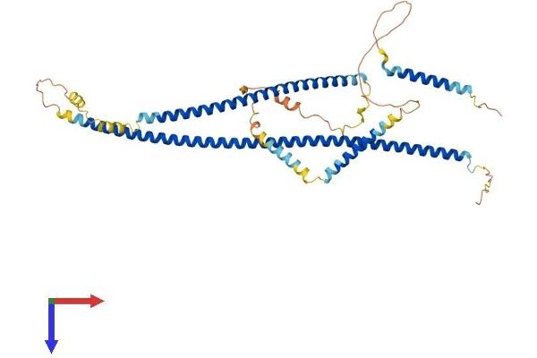 CDR2 Protein (AA 1-455) (His tag)