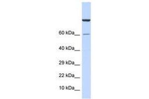 Image no. 1 for anti-Zinc Finger Protein 251 (ZNF251) (AA 91-140) antibody (ABIN6740522) (ZNF251 Antikörper  (AA 91-140))