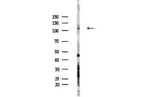 anti-Glutamate Receptor Interacting Protein 1 (GRIP1) (Internal Region) antibody