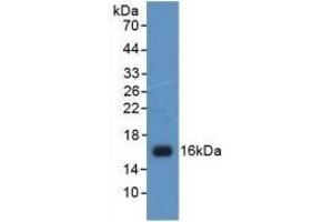 Detection of Recombinant H4, Human using Polyclonal Antibody to Histone H4 (H4) (Histone H4 Antikörper  (AA 2-103))