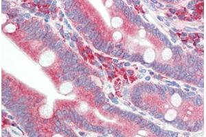 Human Small Intestine (formalin-fixed, paraffin-embedded) stained with HYOU1 antibody ABIN396969 at 5 ug/ml followed by biotinylated goat anti-rabbit IgG secondary antibody ABIN481713, alkaline phosphatase-streptavidin and chromogen. (HYOU1 Antikörper  (C-Term))