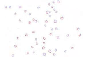 Immunocytochemical staining of HeLa cells with KPNA3 polyclonal antibody  at 10 ug/mL. (KPNA3 Antikörper  (C-Term))