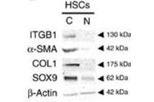 Activated mouse HSCs (‘Control') show decreased protein levels for α-SMA, COL1 and SOX9 by immunoblotting following the loss of integrin beta-1 (‘Itgb1-null'). (Collagen Type I Antikörper)
