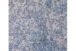 IHC-P analysis of Mouse Spleen Tissue, with DAB staining. (HLA-DRB1 Antikörper  (AA 27-264))