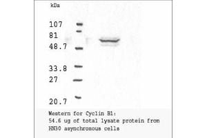 Image no. 3 for anti-Cyclin B1 (CCNB1) antibody (ABIN599627) (Cyclin B1 Antikörper)